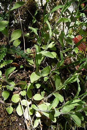 Campanula ramosissima \ Verzweigte Glockenblume / Branched Bellflower, GR Zagoria, Vikos - Schlucht / Gorge 15.5.2008