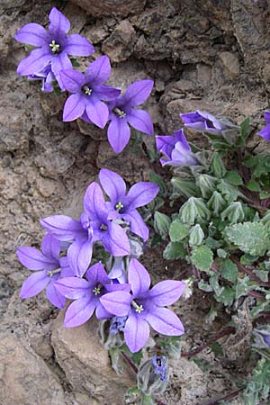 Campanula topaliana subsp. topaliana \ Topali-Glockenblume / Topali's Bellflower, GR Peloponnes, Zarouchla Tal / Valley 19.5.2008