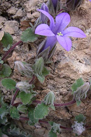 Campanula topaliana subsp. topaliana \ Topali-Glockenblume / Topali's Bellflower, GR Peloponnes, Zarouchla Tal / Valley 19.5.2008