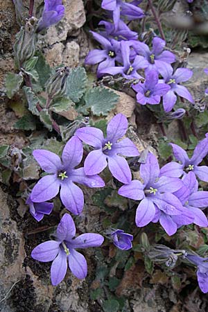 Campanula topaliana subsp. topaliana \ Topali-Glockenblume / Topali's Bellflower, GR Peloponnes, Zarouchla Tal / Valley 19.5.2008
