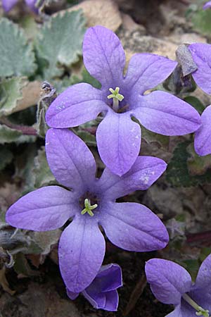 Campanula topaliana subsp. topaliana \ Topali-Glockenblume / Topali's Bellflower, GR Peloponnes, Zarouchla Tal / Valley 19.5.2008