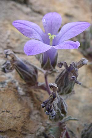 Campanula topaliana subsp. topaliana \ Topali-Glockenblume / Topali's Bellflower, GR Peloponnes, Zarouchla Tal / Valley 19.5.2008