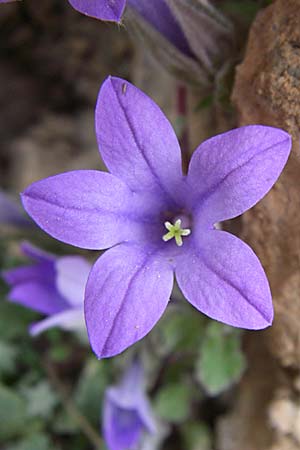 Campanula topaliana subsp. topaliana \ Topali-Glockenblume / Topali's Bellflower, GR Peloponnes, Zarouchla Tal / Valley 19.5.2008