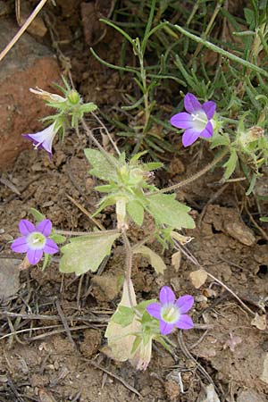 Campanula drabifolia \ Hungerblumenbl&auml;ttrige Glockenblume / Draba-Leaved Bellflower, GR Hymettos 20.5.2008