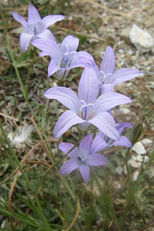 Campanula spatulata subsp. spruneriana \ Spruners Glockenblume / Spruner's Bellflower, GR Parnitha 22.5.2008