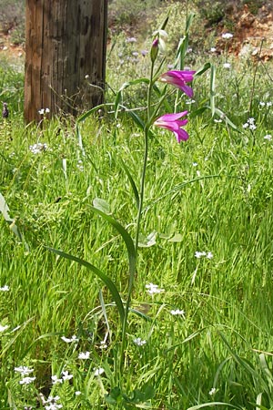 Gladiolus italicus \ Gladiole / Field Gladiolus, GR Peloponnes, Monemvasia 31.3.2013