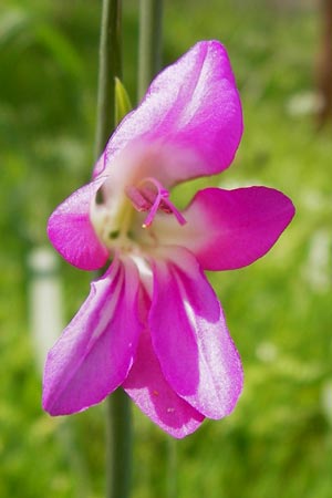 Gladiolus italicus \ Gladiole / Field Gladiolus, GR Peloponnes, Monemvasia 31.3.2013