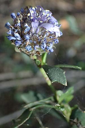 Globularia alypum \ Strauchige Kugelblume / Wild Senna, GR Hymettos 13.4.2024