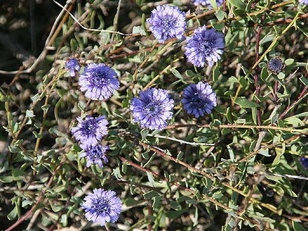 Globularia alypum \ Strauchige Kugelblume / Wild Senna, GR Gerania - Gebirge/Mountains, Loutraki 4.3.2012 (Photo: Gisela Nikolopoulou)