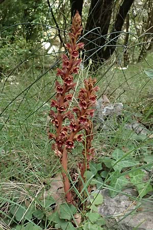 Orobanche rapum-genistae \ Ginster-Sommerwurz / Greater Broomrape, GR Peloponnes, Kalavryta 20.5.2024