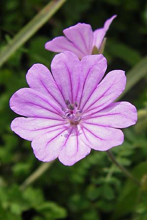 Geranium pyrenaicum \ Pyrenen-Storchschnabel / Hedge-Row Crane's-Bill, GR Peloponnes, Metochi-Kalogria 27.3.2013