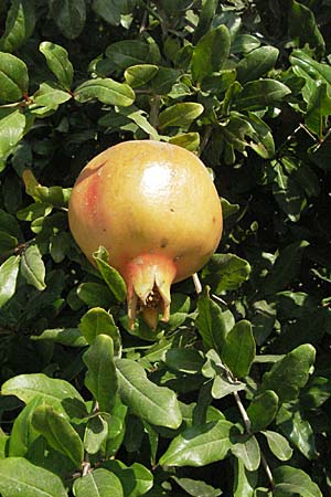 Punica granatum \ Granatapfel / Pomegranate, GR Parga 24.8.2007