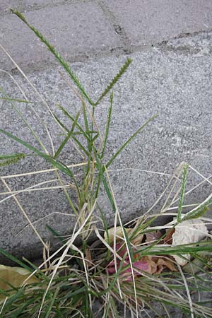 Eleusine indica \ Fingerhirse, Korakan / Indian Goose-Grass, Wire-Grass, GR Athen 26.8.2014