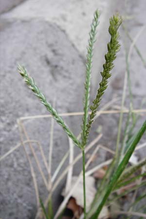 Eleusine indica \ Fingerhirse, Korakan / Indian Goose-Grass, Wire-Grass, GR Athen 26.8.2014