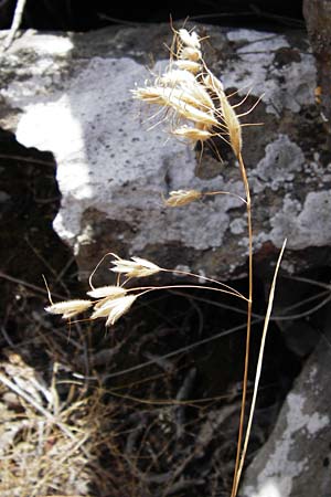 Bromus lanceolatus \ Spreizende Trespe / Mediterranean Brome, GR Euboea (Evia), Styra 31.8.2014
