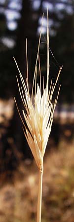 Taeniatherum caput-medusae ? \ Medusenhaupt / Medusahead Rye, GR Parnitha 1.9.2014