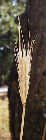 Taeniatherum caput-medusae ? \ Medusenhaupt / Medusahead Rye, GR Parnitha 1.9.2014