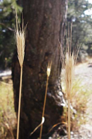 Taeniatherum caput-medusae ? \ Medusenhaupt / Medusahead Rye, GR Parnitha 1.9.2014