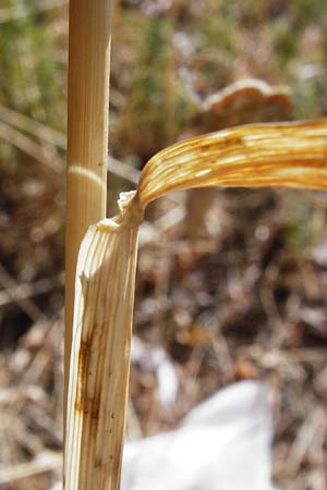 Taeniatherum caput-medusae ? \ Medusenhaupt / Medusahead Rye, GR Parnitha 1.9.2014