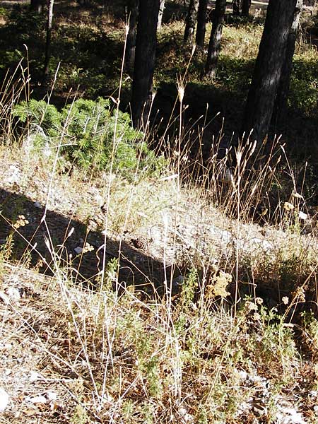 Taeniatherum caput-medusae ? \ Medusenhaupt / Medusahead Rye, GR Parnitha 1.9.2014