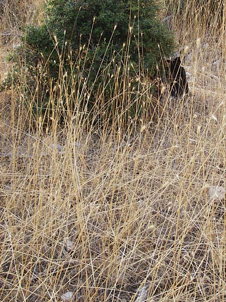 Taeniatherum caput-medusae ? \ Medusenhaupt / Medusahead Rye, GR Parnitha 1.9.2014