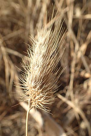 Cynosurus echinatus \ Grannen-Kammgras / Bristly Dogstail Grass, Rough Dogstail, GR Euboea (Evia), Neos Pirgos 25.8.2017