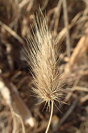 Cynosurus echinatus \ Grannen-Kammgras / Bristly Dogstail Grass, Rough Dogstail, GR Euboea (Evia), Neos Pirgos 25.8.2017