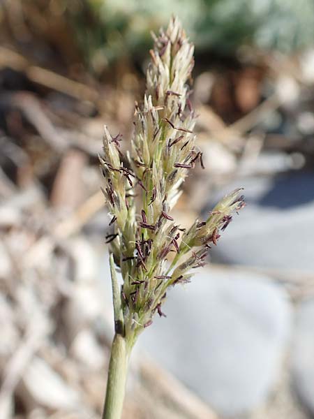 Sporobolus pungens \ Stechendes Vilfagras / Prickly Dropseed, GR Euboea (Evia), Kanatadika 28.8.2017