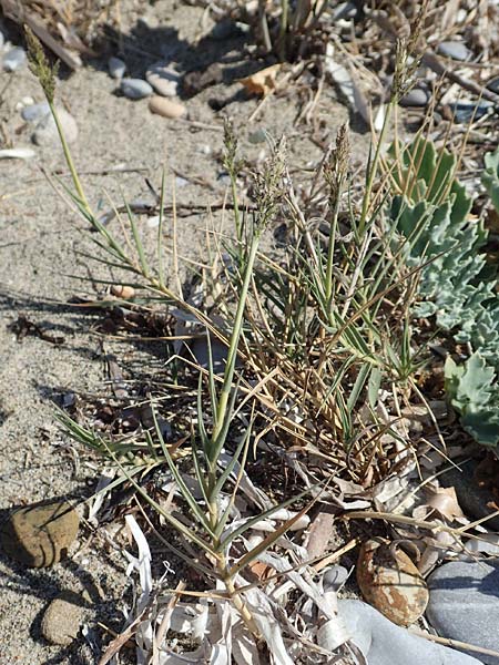 Sporobolus pungens \ Stechendes Vilfagras / Prickly Dropseed, GR Euboea (Evia), Kanatadika 28.8.2017