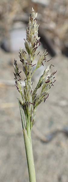 Sporobolus pungens \ Stechendes Vilfagras / Prickly Dropseed, GR Euboea (Evia), Kanatadika 28.8.2017
