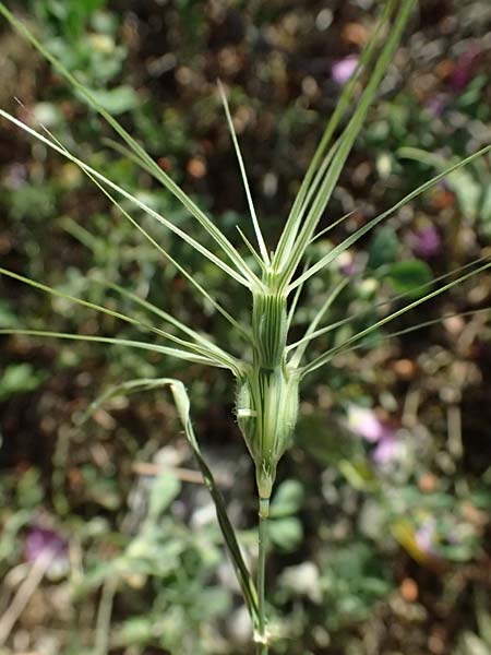 Aegilops biuncialis \ Zweizoll-Walch / Two-Inch Goatgrass, GR Hymettos 13.4.2024