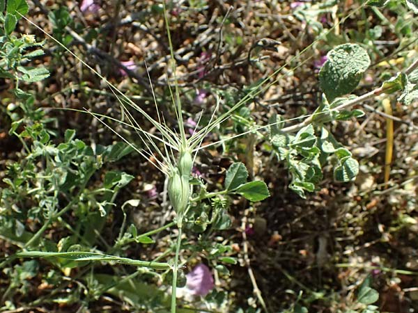 Aegilops biuncialis \ Zweizoll-Walch / Two-Inch Goatgrass, GR Hymettos 13.4.2024