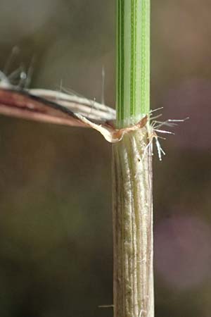 Aegilops biuncialis \ Zweizoll-Walch / Two-Inch Goatgrass, GR Hymettos 13.4.2024