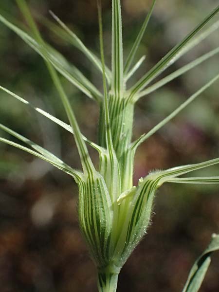 Aegilops biuncialis \ Zweizoll-Walch / Two-Inch Goatgrass, GR Hymettos 13.4.2024