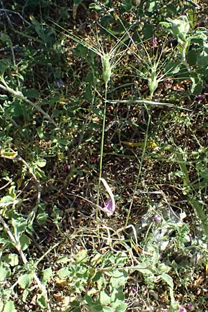 Aegilops biuncialis \ Zweizoll-Walch / Two-Inch Goatgrass, GR Hymettos 13.4.2024