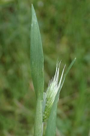 Hordeum murinum \ Muse-Gerste / Wall Barley, GR Peloponnes, Chelmos 18.5.2024