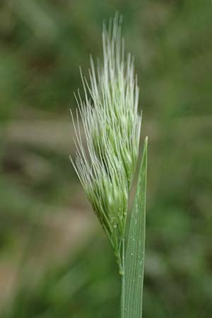 Hordeum murinum \ Muse-Gerste / Wall Barley, GR Peloponnes, Chelmos 18.5.2024