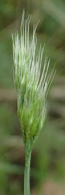 Hordeum murinum \ Muse-Gerste / Wall Barley, GR Peloponnes, Chelmos 18.5.2024