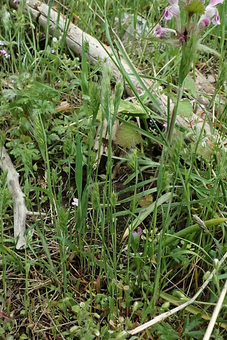 Hordeum murinum \ Muse-Gerste / Wall Barley, GR Peloponnes, Chelmos 18.5.2024