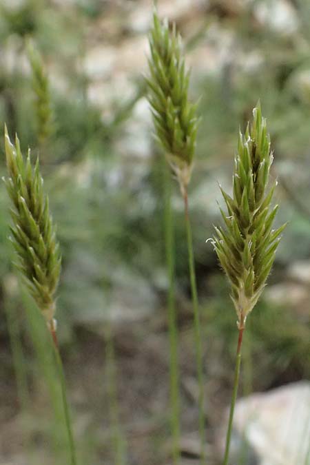 Anthoxanthum odoratum \ Gewhnliches Ruch-Gras / Sweet Vernal Grass, GR Peloponnes, Taygetos 27.5.2024
