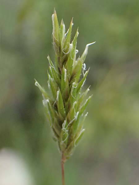 Anthoxanthum odoratum \ Gewhnliches Ruch-Gras / Sweet Vernal Grass, GR Peloponnes, Taygetos 27.5.2024