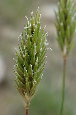Anthoxanthum odoratum \ Gewhnliches Ruch-Gras / Sweet Vernal Grass, GR Peloponnes, Taygetos 27.5.2024