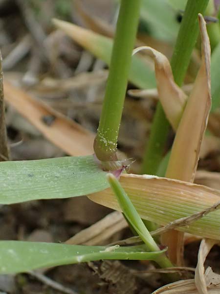 Anthoxanthum odoratum \ Gewhnliches Ruch-Gras / Sweet Vernal Grass, GR Peloponnes, Taygetos 27.5.2024