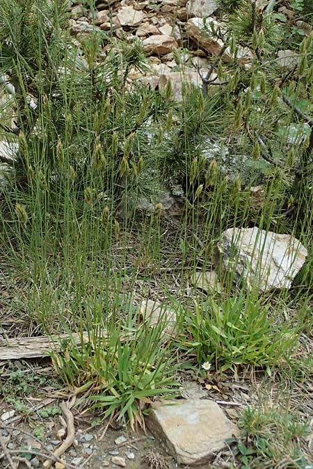 Anthoxanthum odoratum \ Gewhnliches Ruch-Gras / Sweet Vernal Grass, GR Peloponnes, Taygetos 27.5.2024