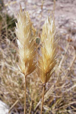 Anthoxanthum odoratum \ Gewhnliches Ruch-Gras / Sweet Vernal Grass, GR Euboea (Evia), Karistos 28.8.2014