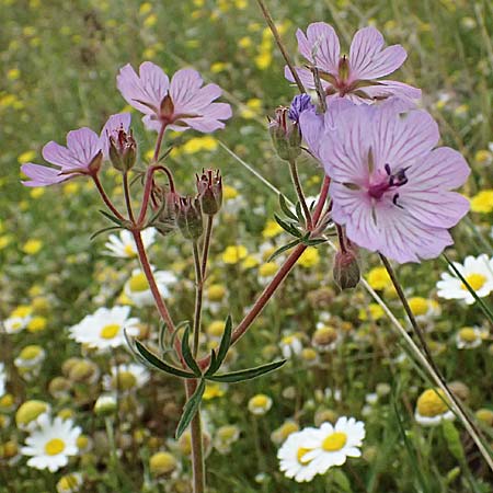 Geranium tuberosum \ Knolliger Storchschnabel / Bulbous Crane's-Bill, GR Peloponnes, Chelmos 18.5.2024