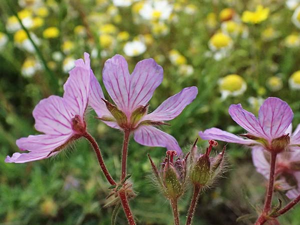 Geranium tuberosum \ Knolliger Storchschnabel / Bulbous Crane's-Bill, GR Peloponnes, Chelmos 18.5.2024