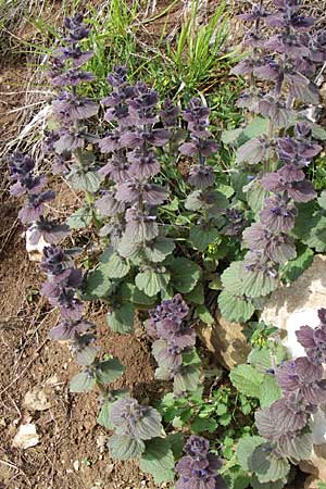 Ajuga orientalis \ stlicher Gnsel, Orientalischer Gnsel / Eastern Bugle, GR Timfi 17.5.2008
