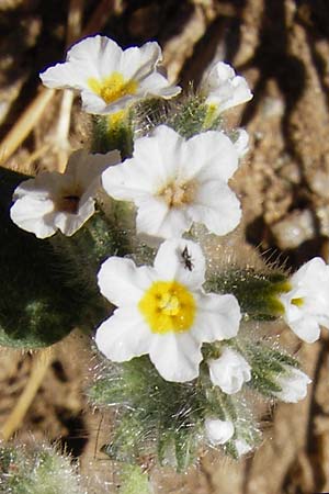 Heliotropium hirsutissimum \ Behaarte Sonnenwende / Hairy Turn-Sole, GR Euboea (Evia), Karistos 30.8.2014