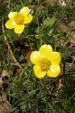 Ranunculus paludosus \ Kerbel-Hahnenfu�, T&uuml;mpel-Hahnenfu� / Fan-Leaved Buttercup, Jersey Buttercup, GR Peloponnes, Strofylia-Wald bei Metochi-Kalogria / Peloponnese, Strofylia Forest near Metochi-Kalogria 27.3.2013